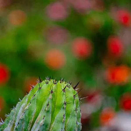 Holiday home Casa Coromandel Calpe