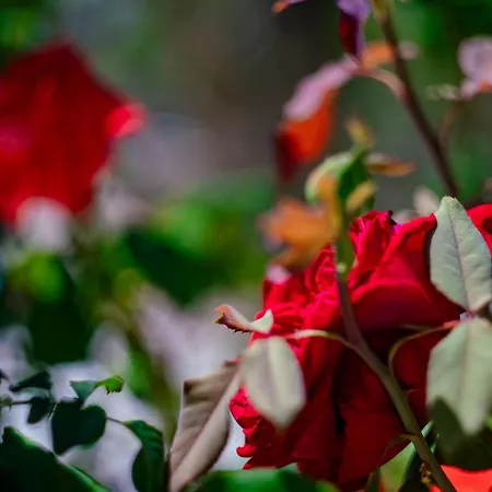 Holiday home Casa Coromandel