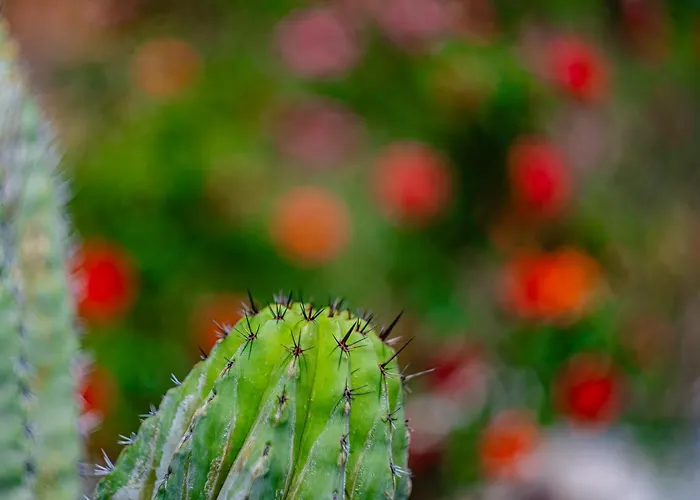 Сasa de vacaciones Casa Coromandel Calpe